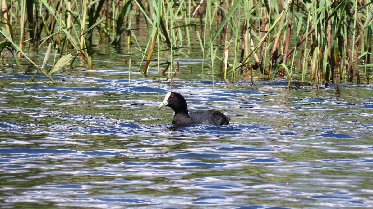 Eurasian Coot - ML646032844