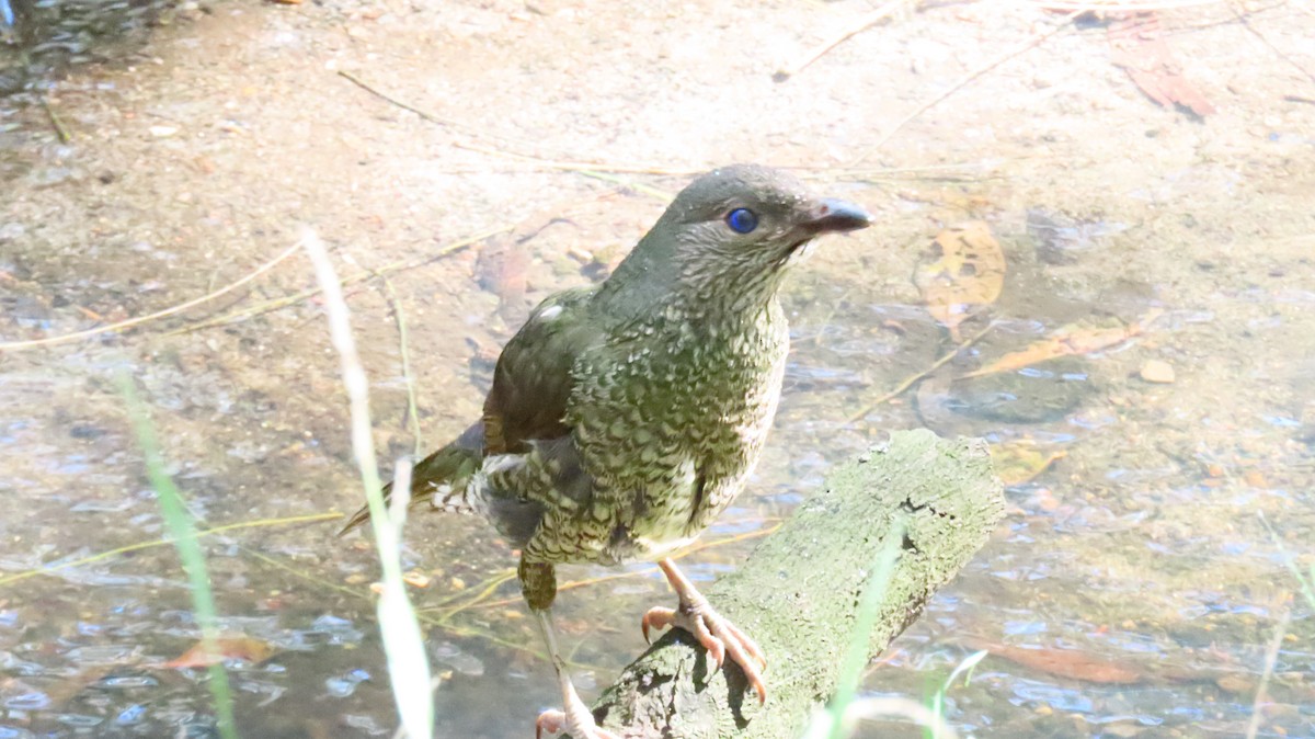 Satin Bowerbird - ML646032846