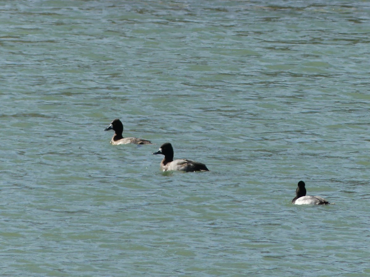 Lesser Scaup - ML646032848