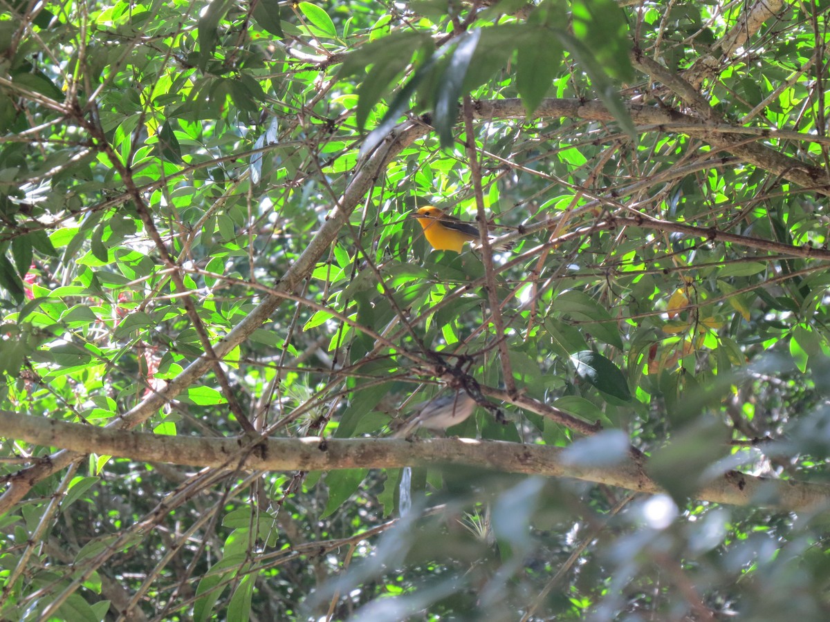 Prothonotary Warbler - ML646032849