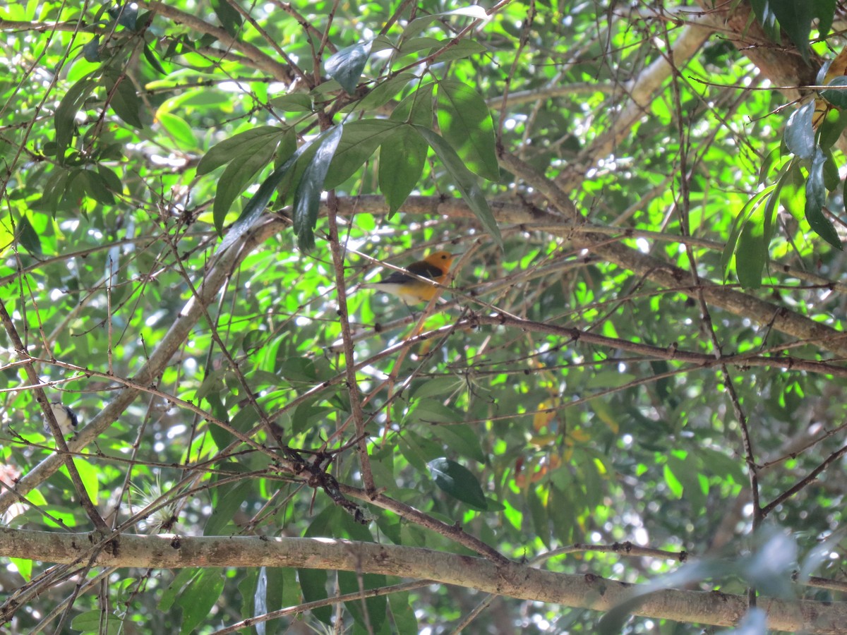 Prothonotary Warbler - ML646032850