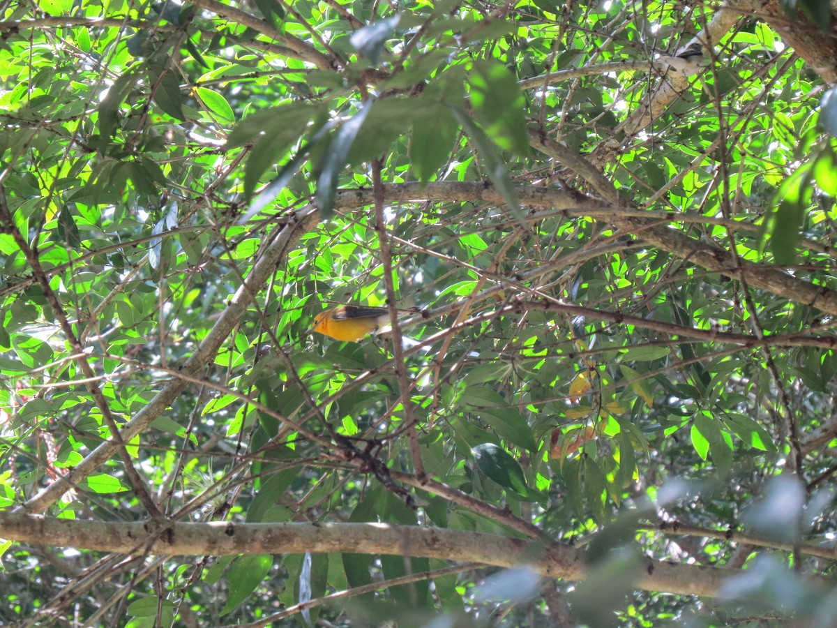 Prothonotary Warbler - ML646032853