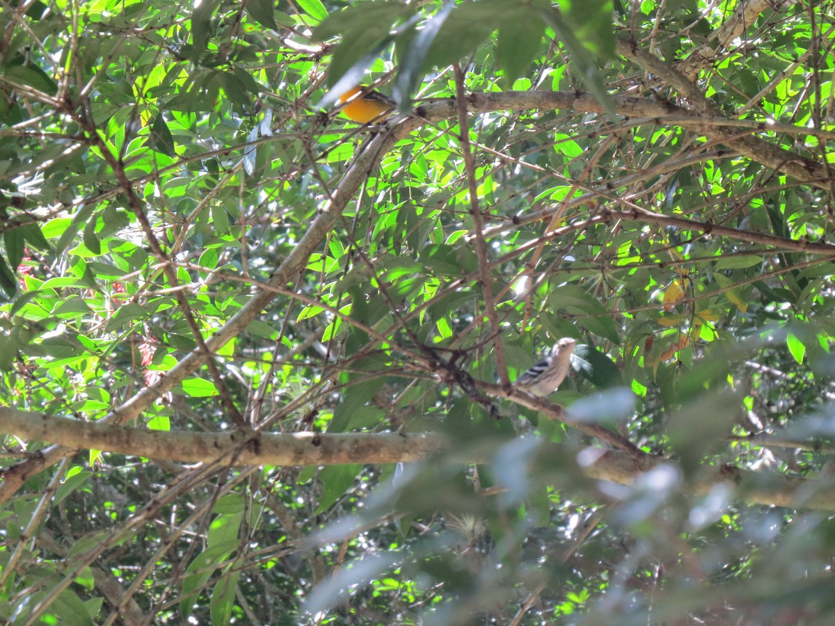 Prothonotary Warbler - ML646032854