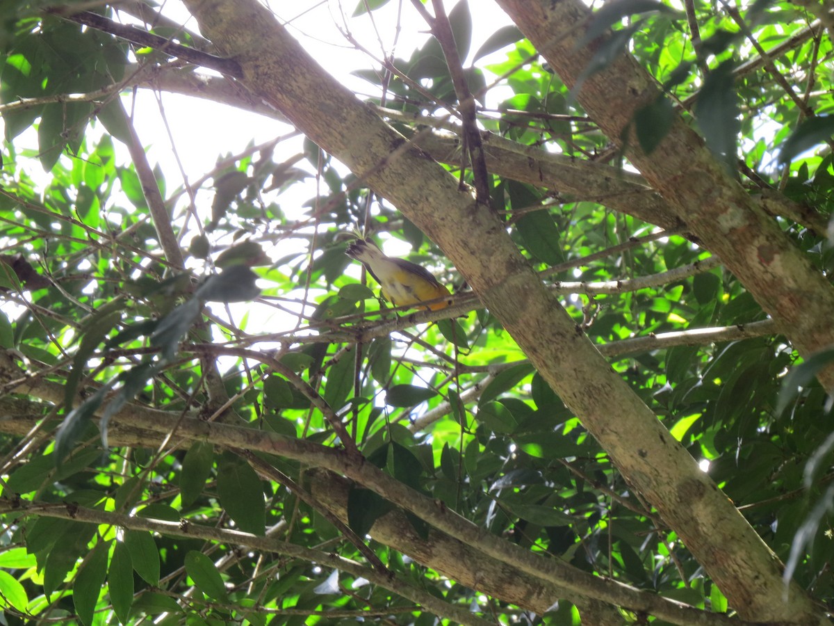 Prothonotary Warbler - ML646032855