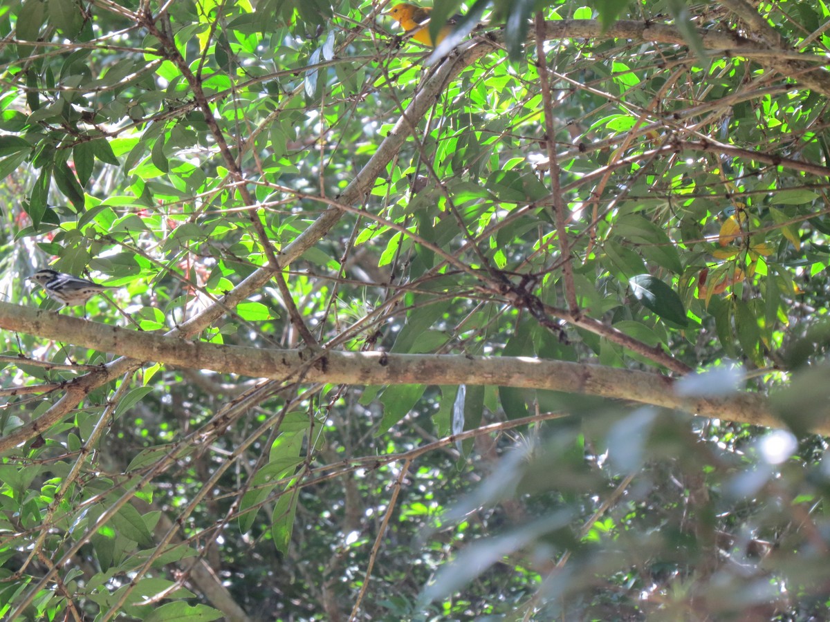 Prothonotary Warbler - ML646032856