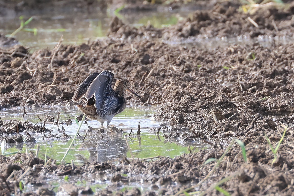 bajkalbekkasin/sibirbekkasin - ML646032860