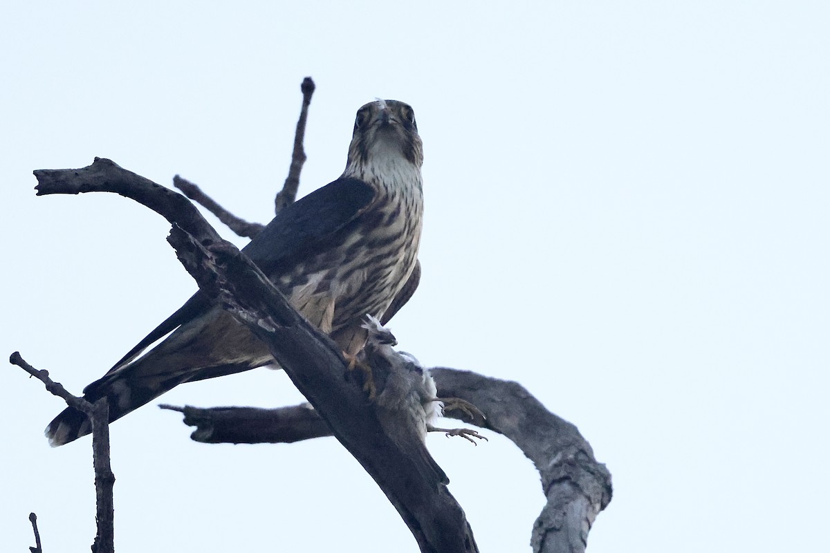 dřemlík tundrový - ML646032864