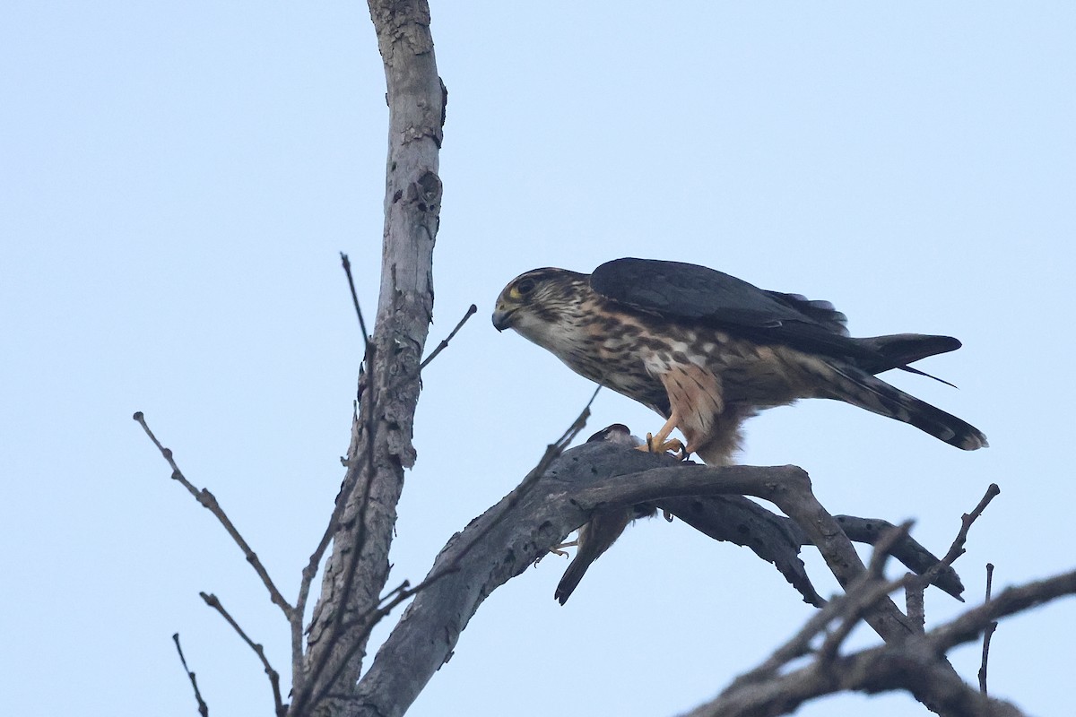 dřemlík tundrový - ML646032865