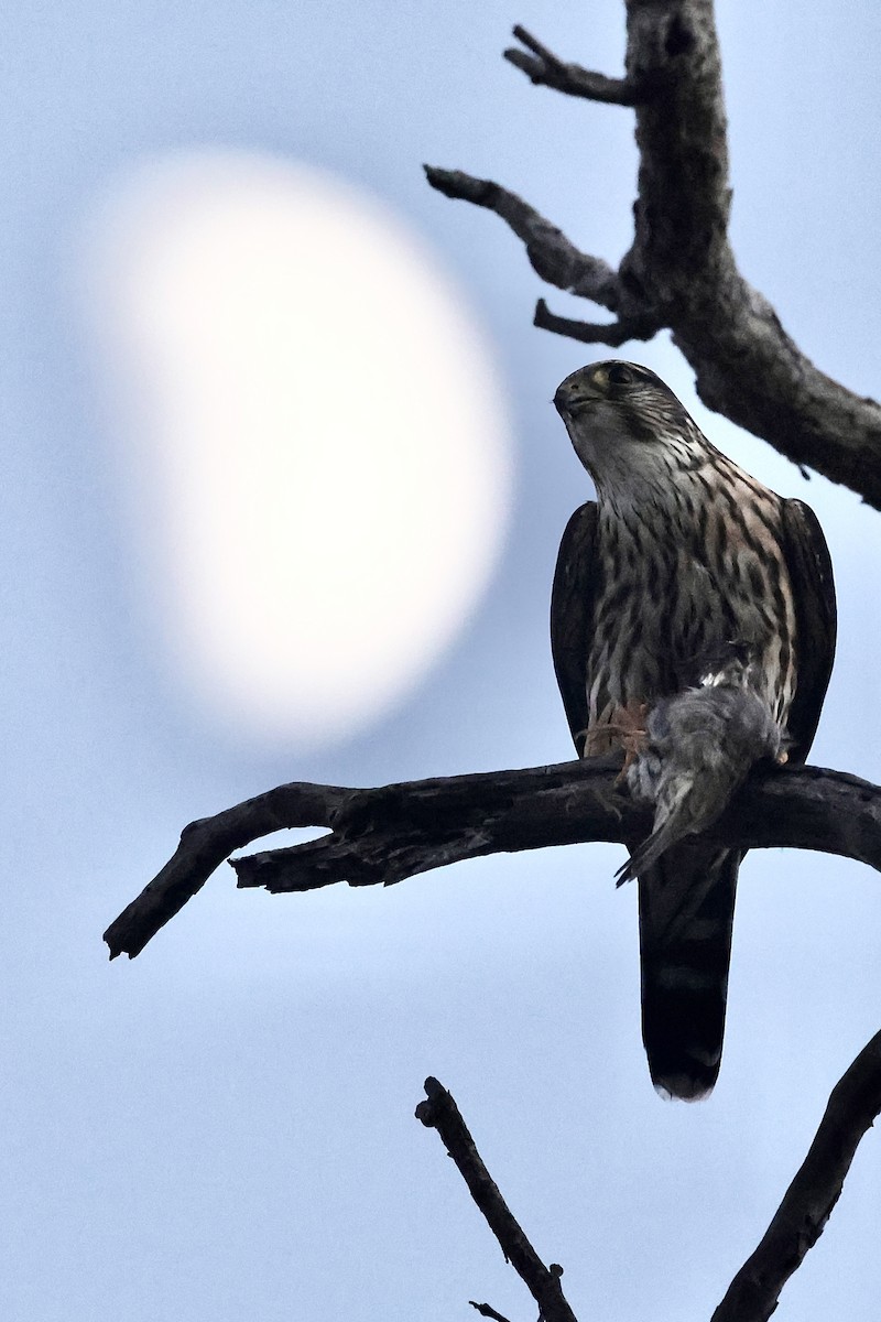 dřemlík tundrový - ML646032866