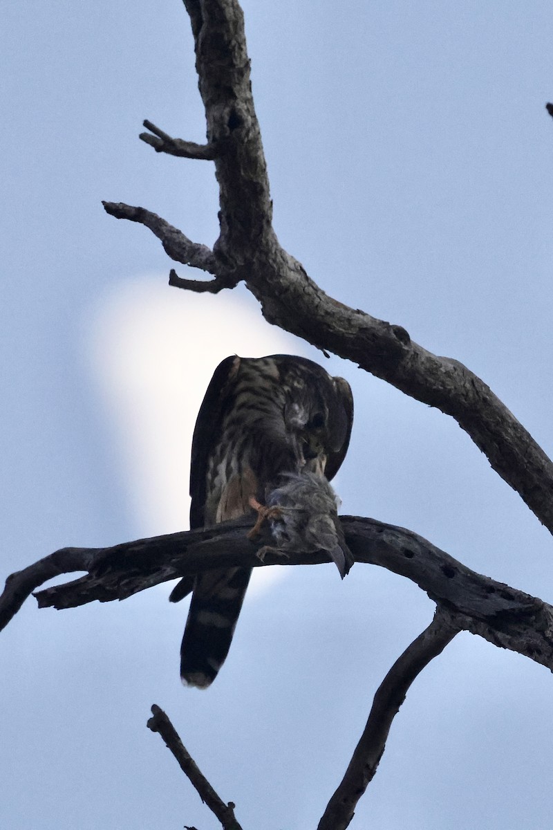 dřemlík tundrový - ML646032867