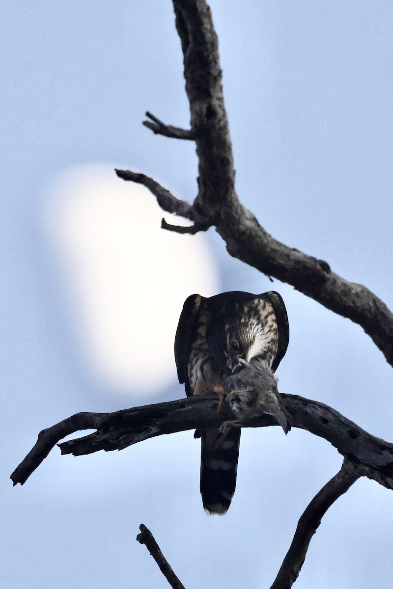 dřemlík tundrový - ML646032868