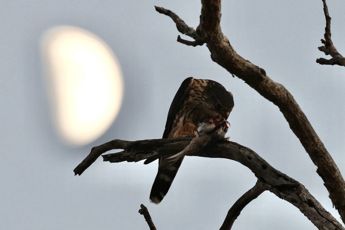 dřemlík tundrový - ML646032869