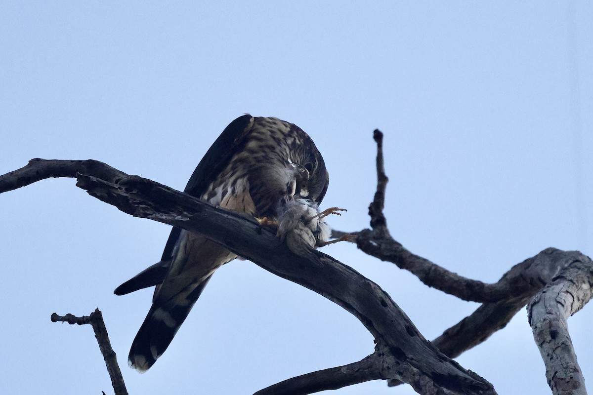 dřemlík tundrový - ML646032870