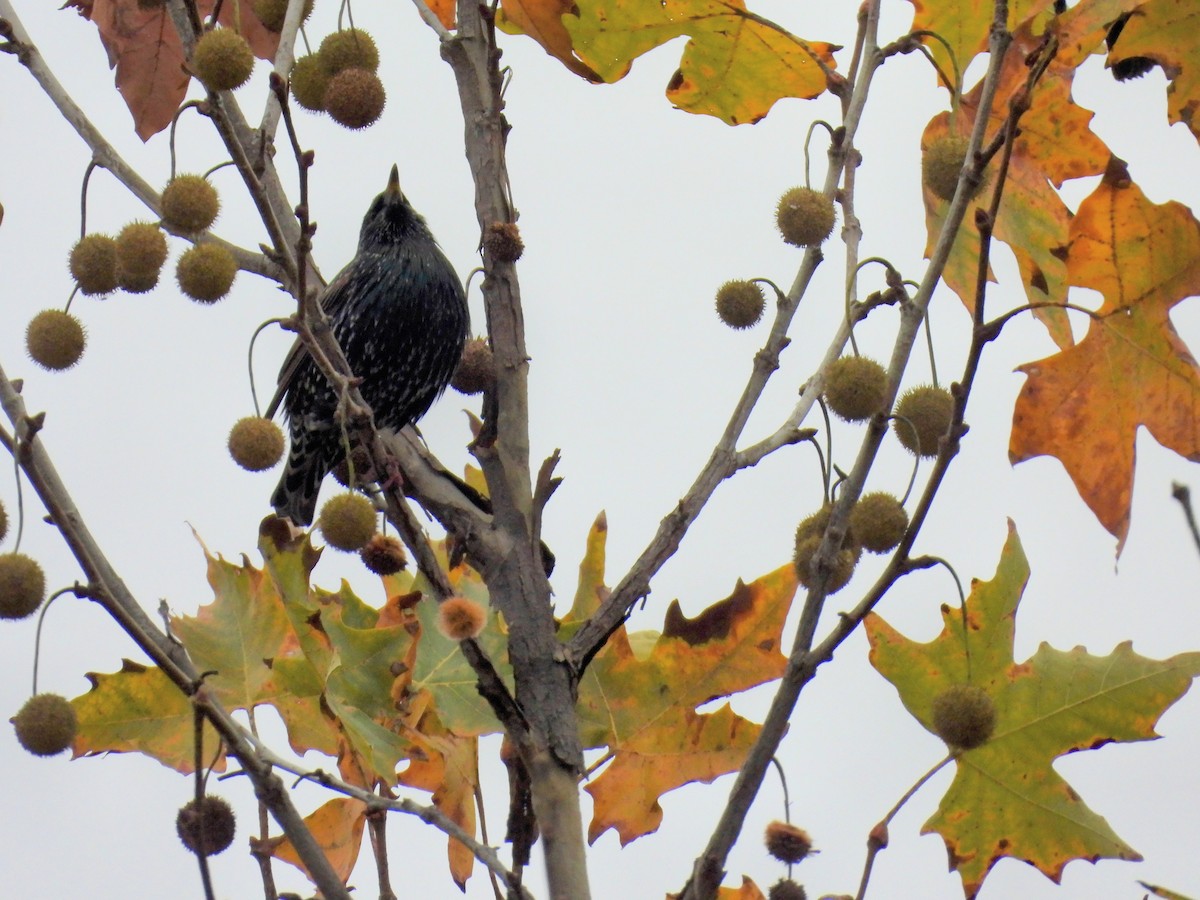 ホシムクドリ - ML646032871