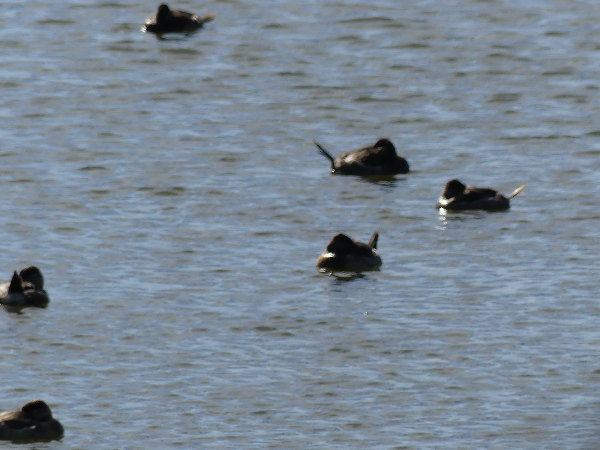 Ruddy Duck - ML646032872