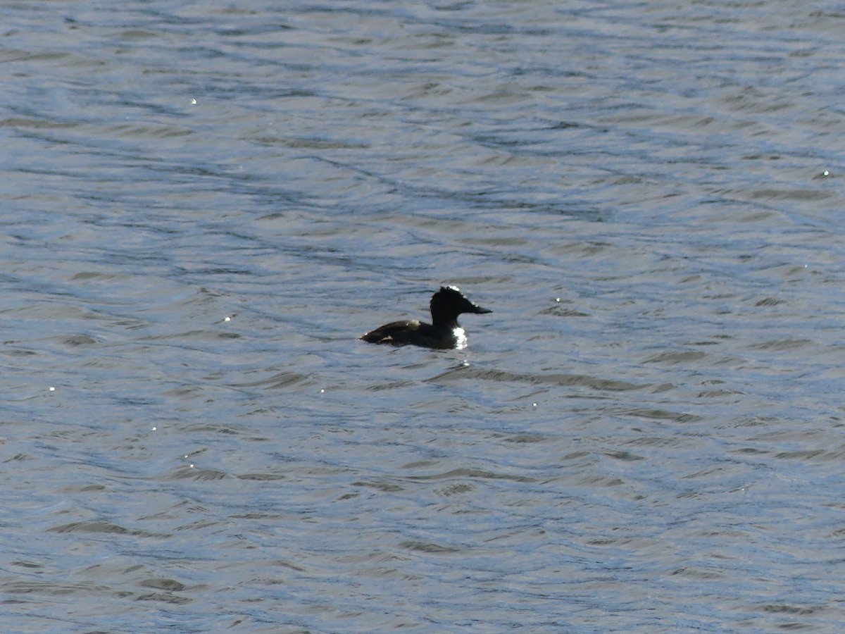 Ruddy Duck - ML646032873