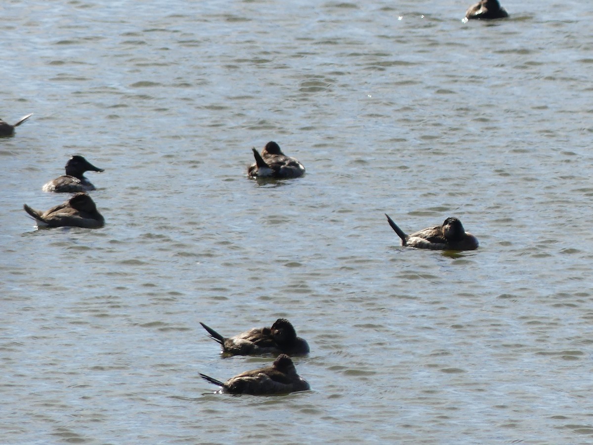 Ruddy Duck - ML646032874