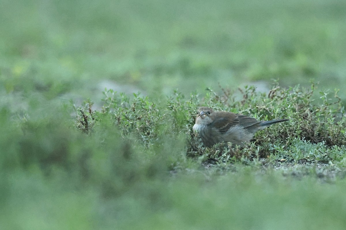 papežík indigový - ML646032875