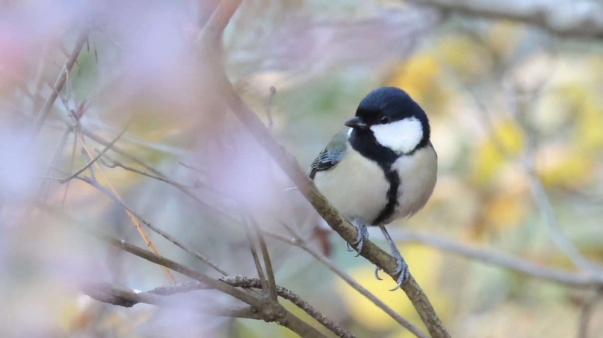 gråkjøttmeis - ML646032877