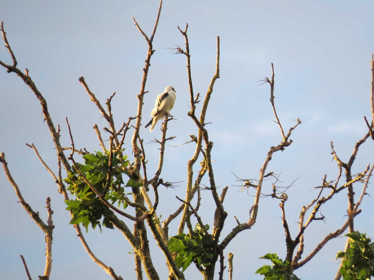 White-tailed Kite - ML646032878