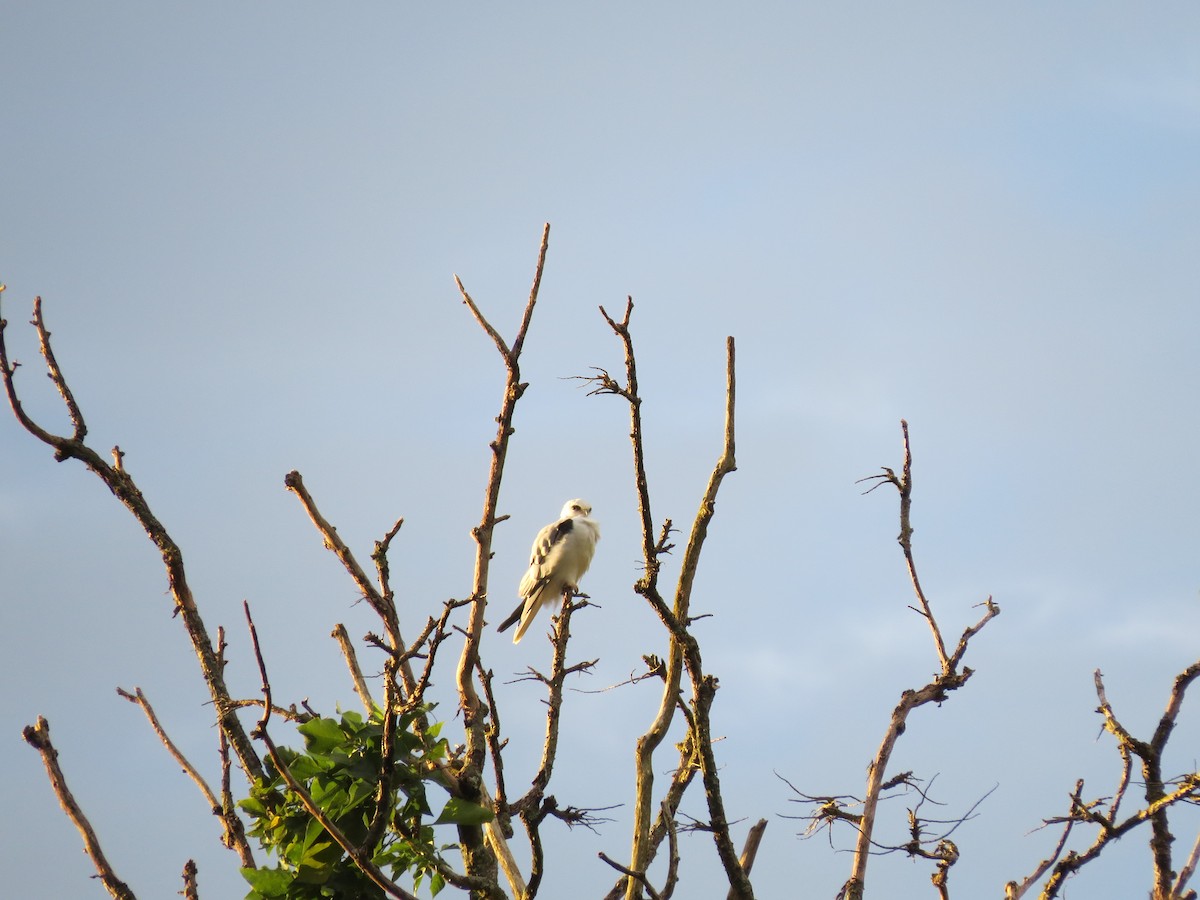 White-tailed Kite - ML646032879