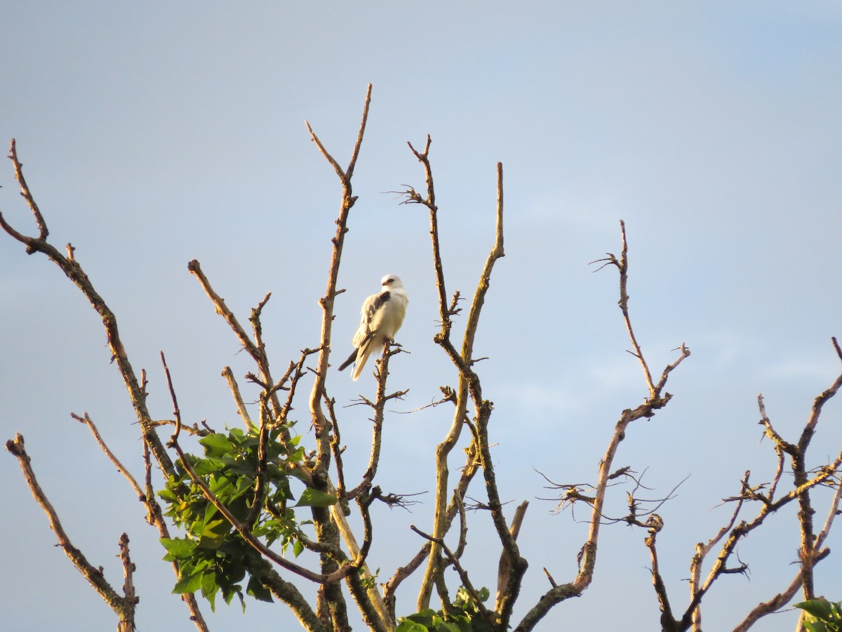 White-tailed Kite - ML646032880