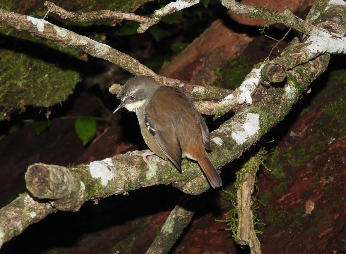 White-browed Scrubwren - ML646032881