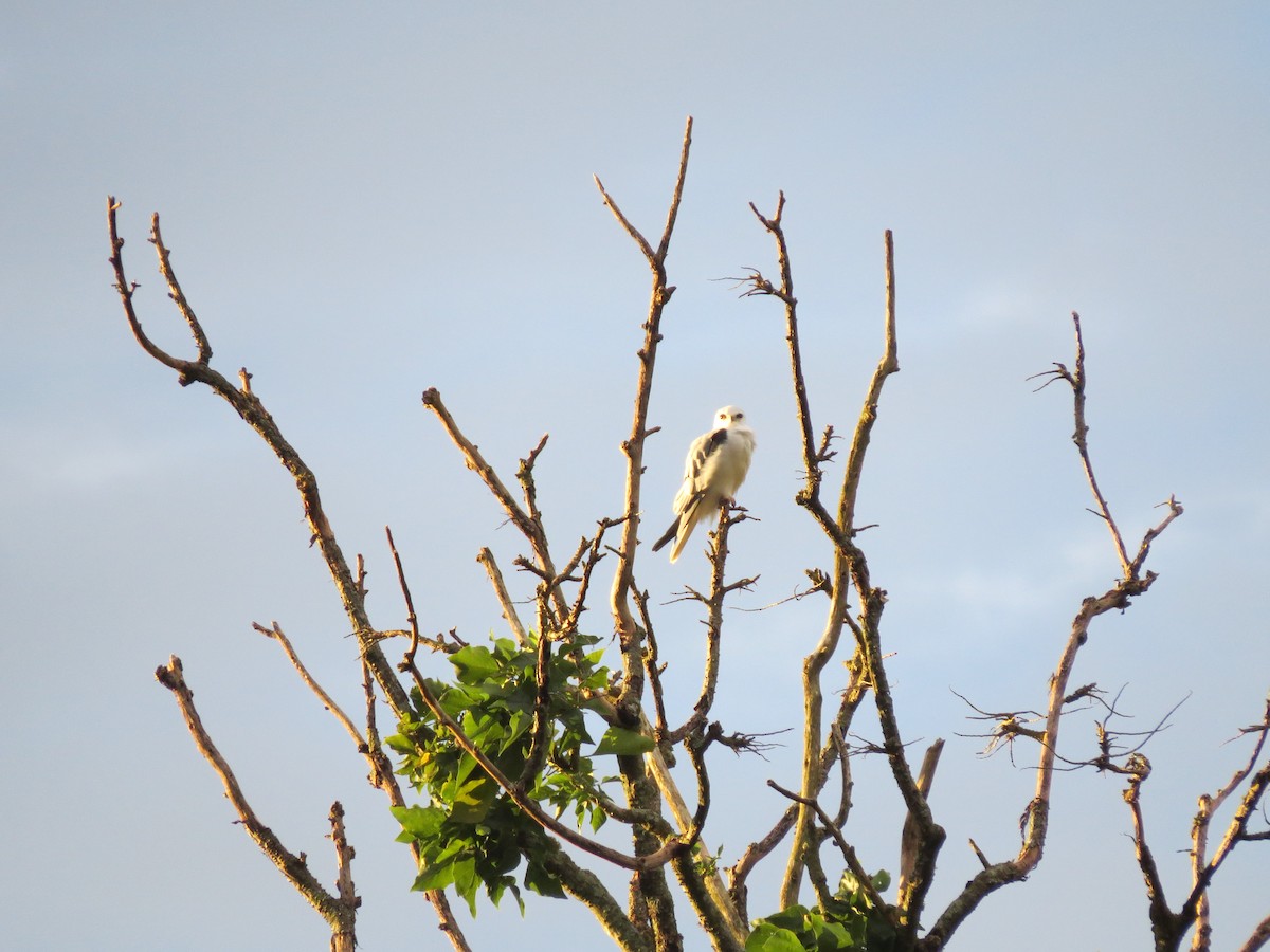 White-tailed Kite - ML646032883