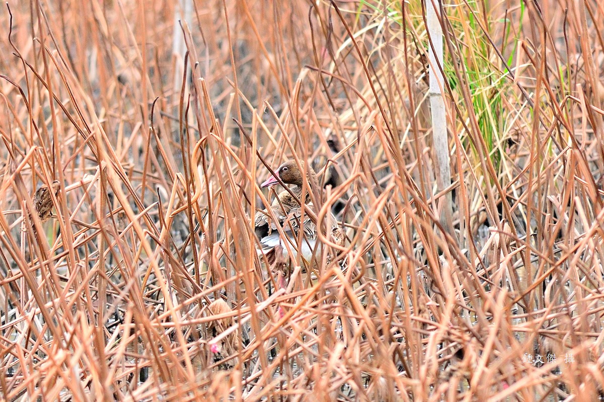 Graylag Goose - ML646032885