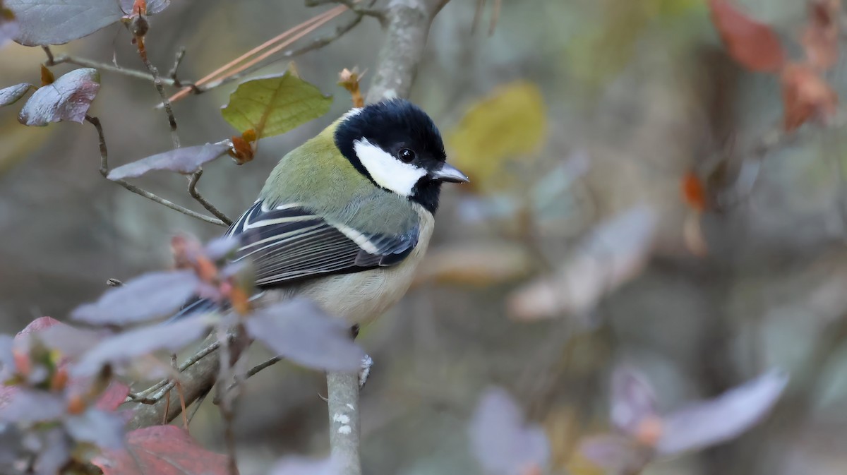 gråkjøttmeis - ML646032886