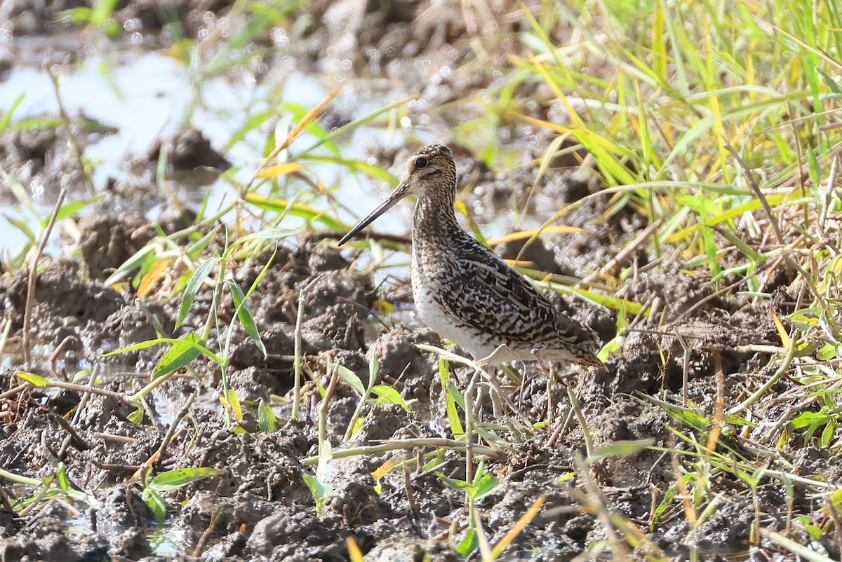 sibirbekkasin - ML646032888