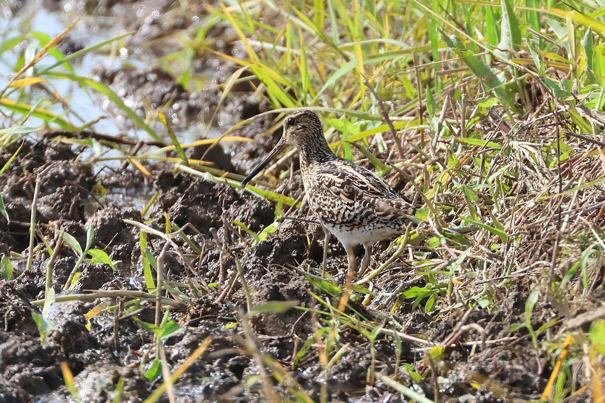 sibirbekkasin - ML646032889