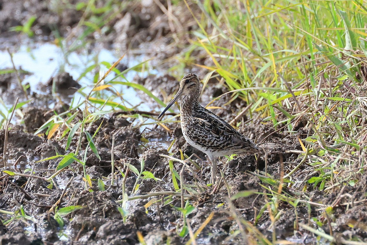 sibirbekkasin - ML646032890