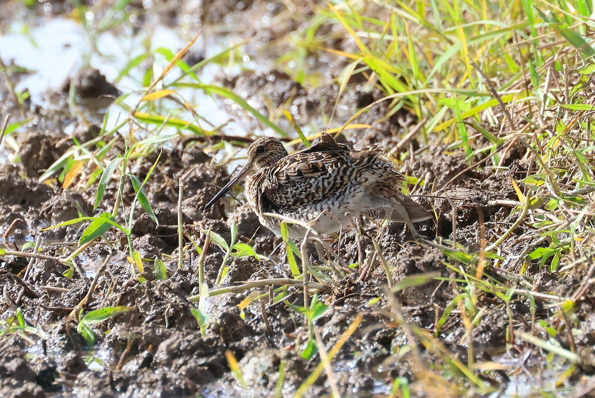 sibirbekkasin - ML646032891