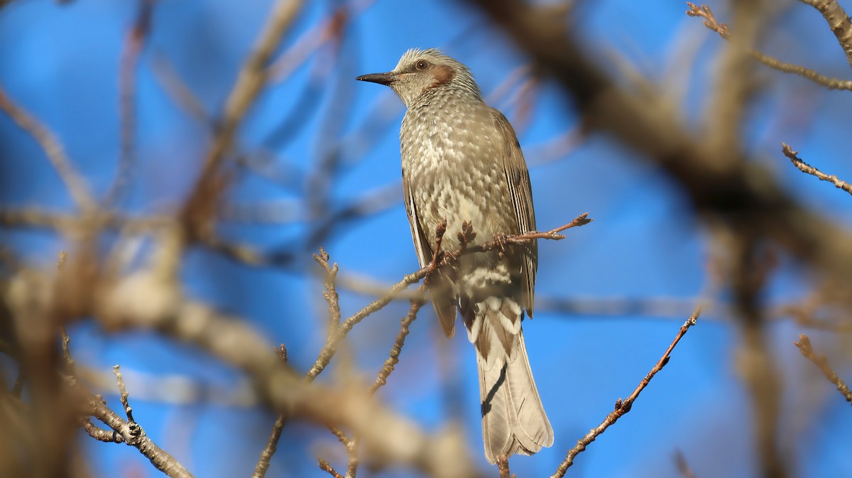brunørebylbyl - ML646032893