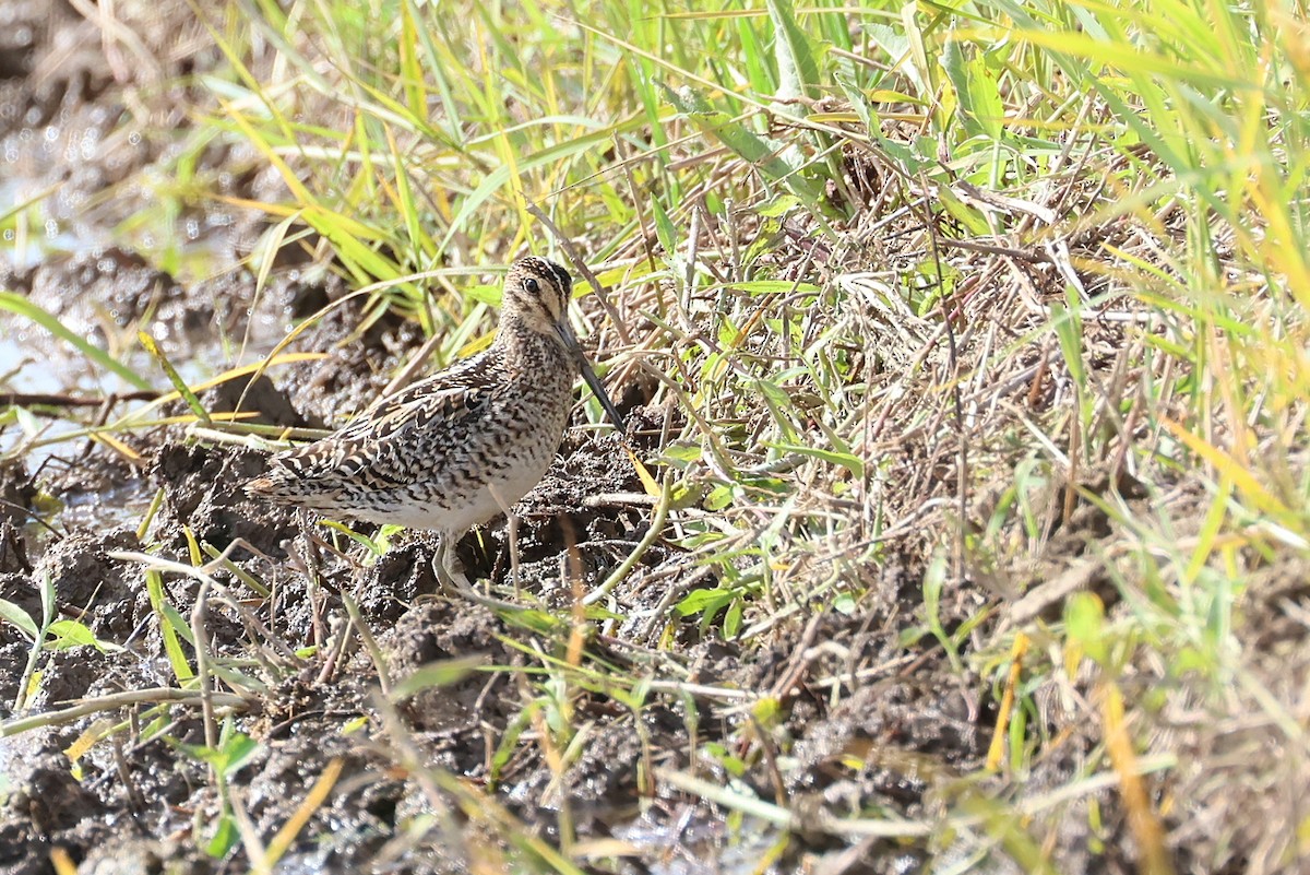 sibirbekkasin - ML646032895