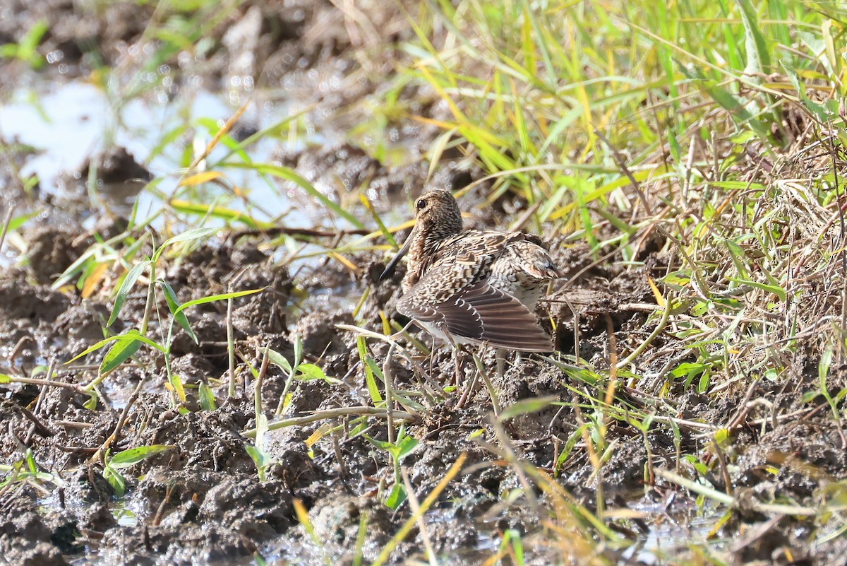 sibirbekkasin - ML646032896