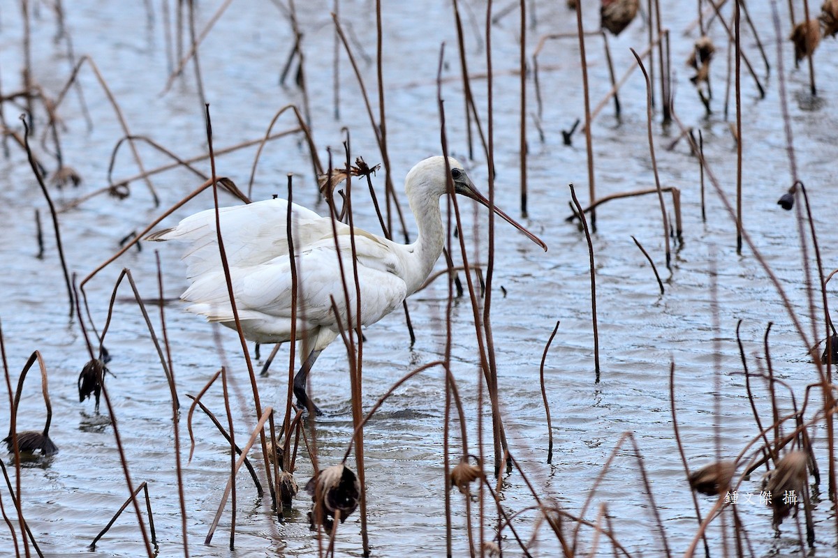 Black-faced Spoonbill - ML646032900