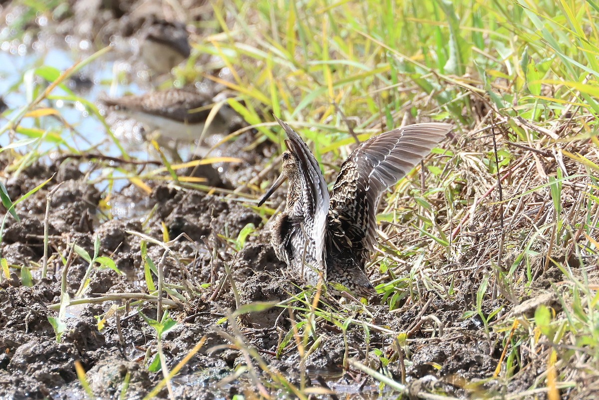 sibirbekkasin - ML646032902