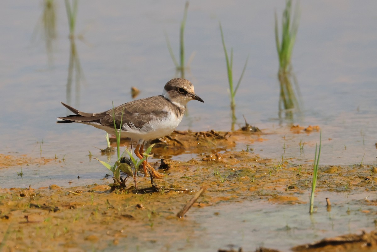 dverglo - ML646032903