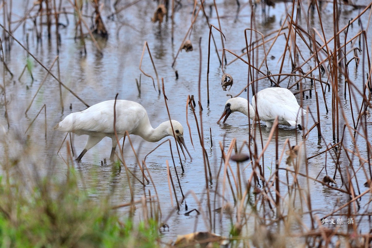 Eurasian Spoonbill - ML646032904