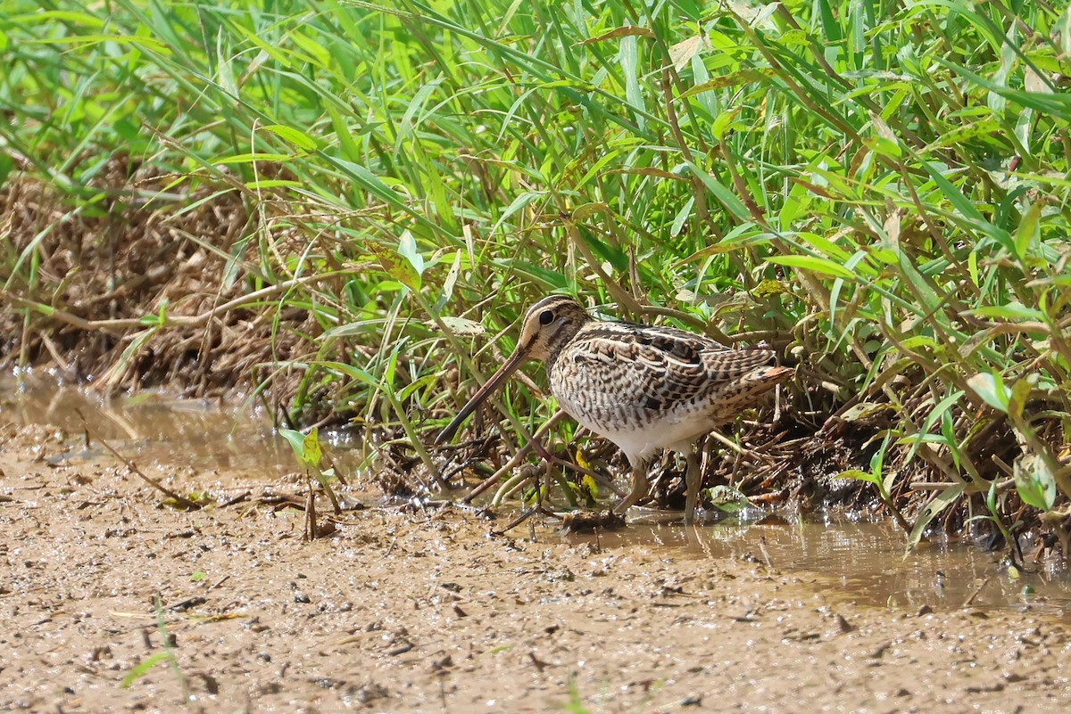 bajkalbekkasin/sibirbekkasin - ML646032905