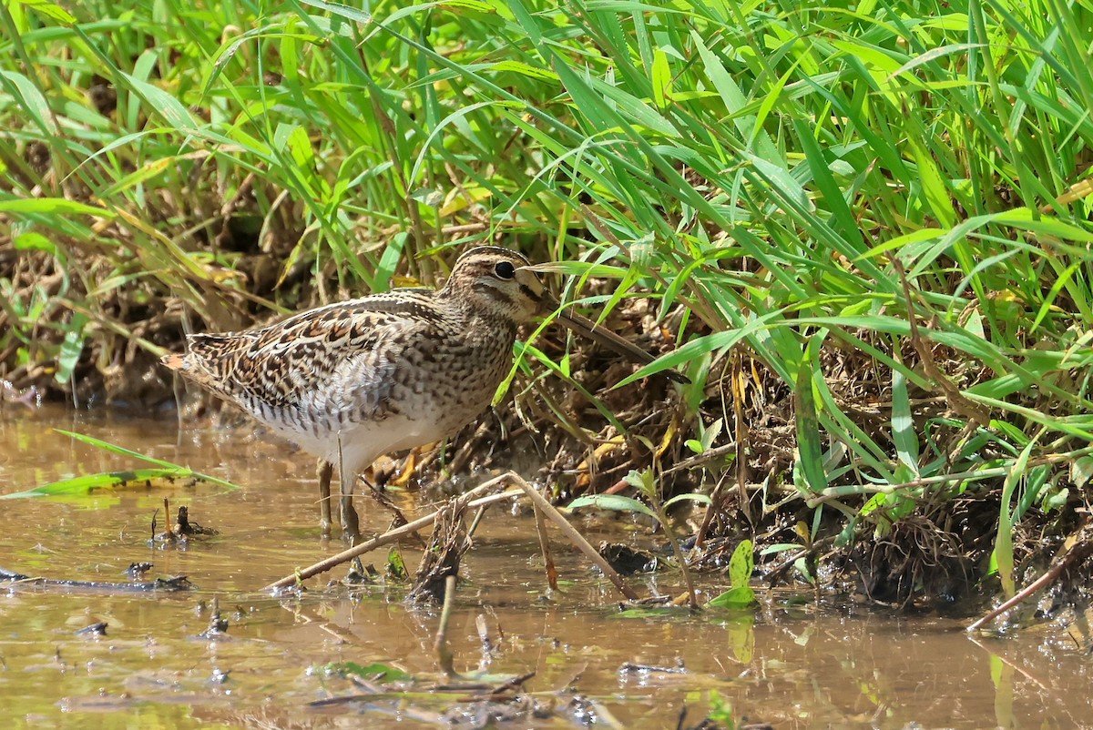 bajkalbekkasin/sibirbekkasin - ML646032906