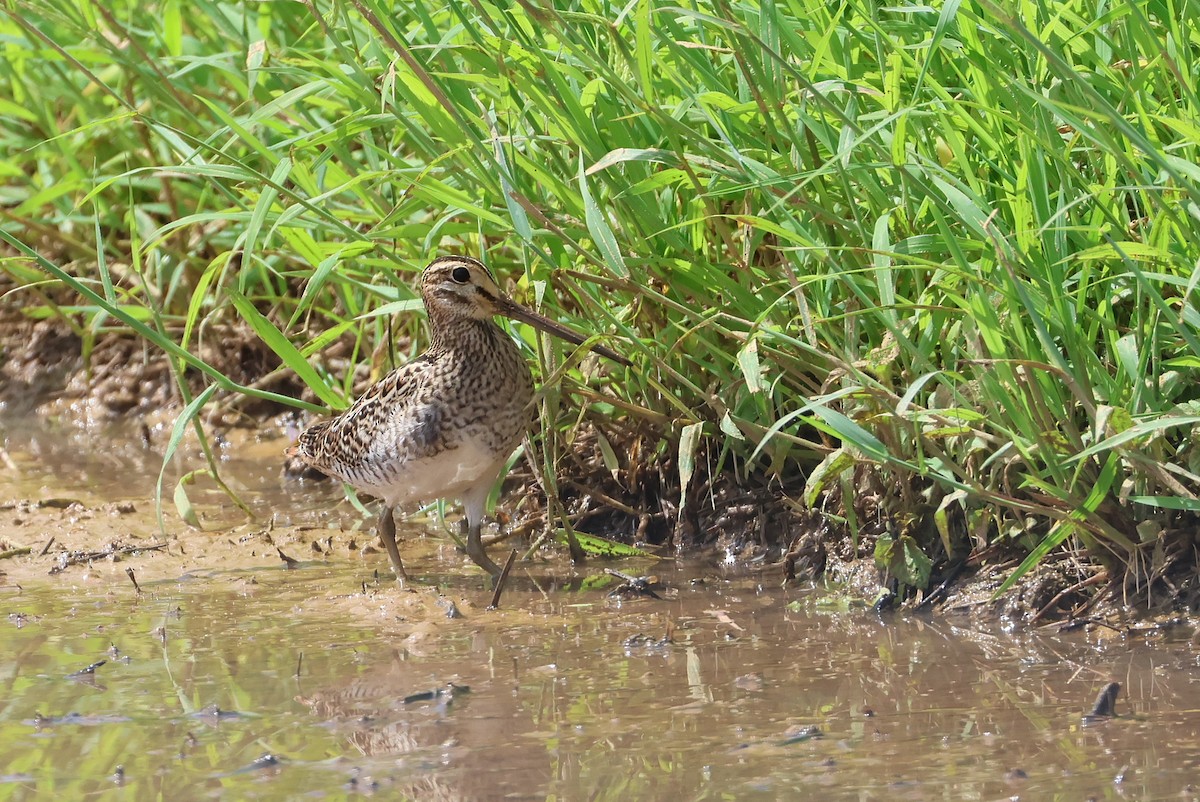 bajkalbekkasin/sibirbekkasin - ML646032907