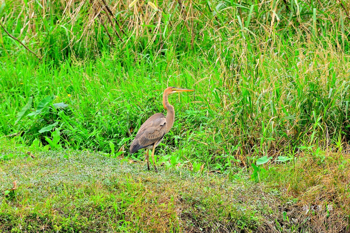 Purple Heron - ML646032911