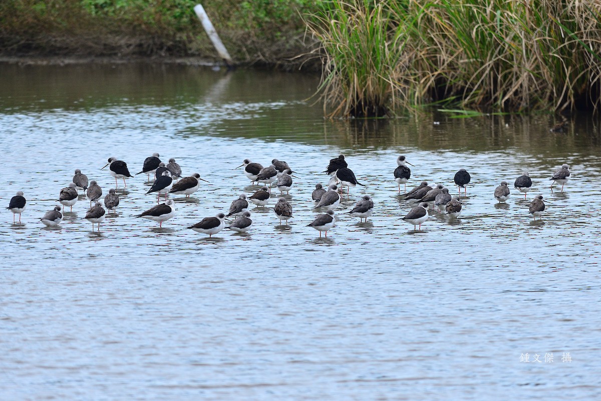 Black-winged Stilt - ML646032916