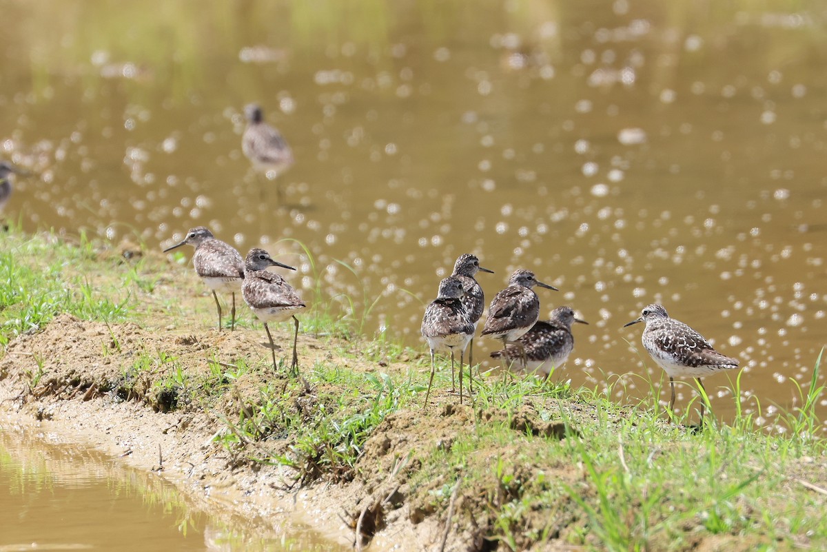 grønnstilk - ML646032926