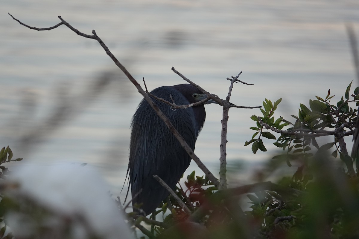 Little Blue Heron - ML646032927