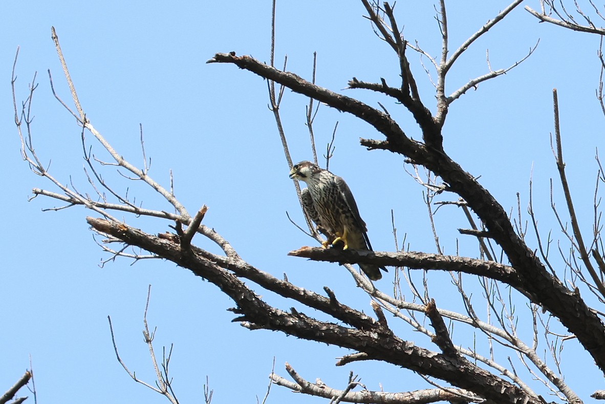 vandrefalk - ML646032928