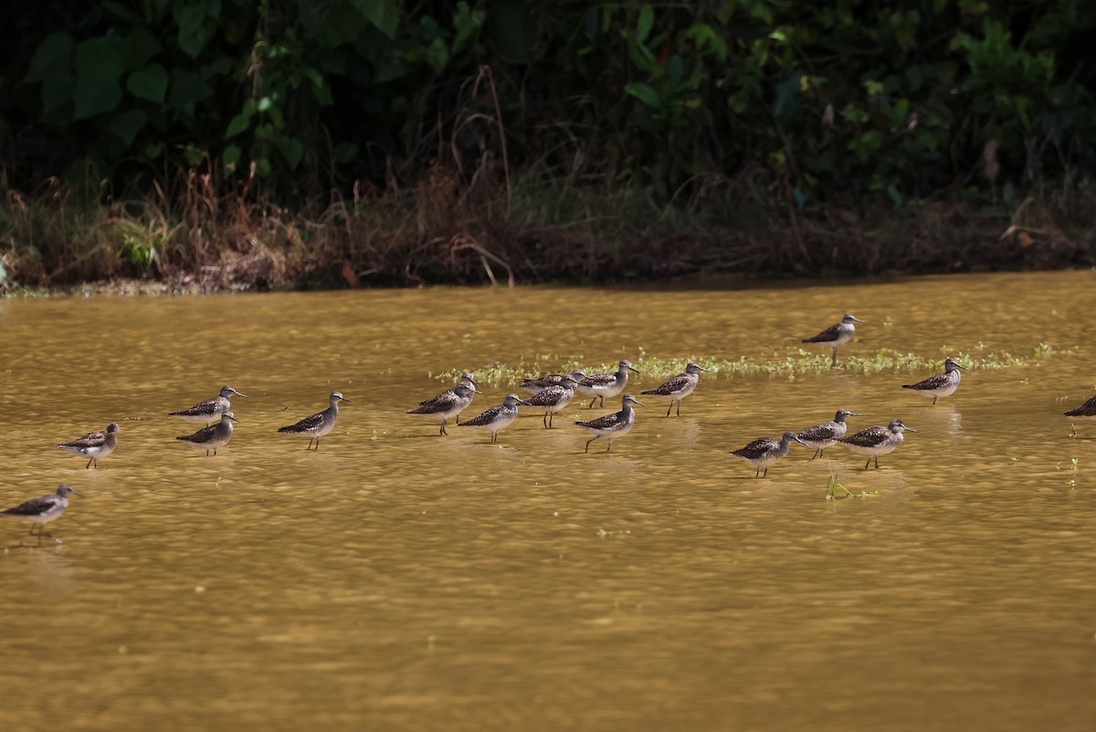 grønnstilk - ML646032932